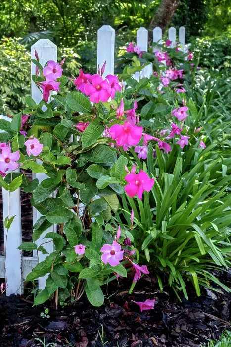 Framed Print : Pink Brazilian jasmine, mandevilla Framed Print : Pink Brazilian jasmine, mandevilla