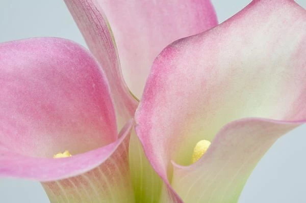 Pink Calla Lilies