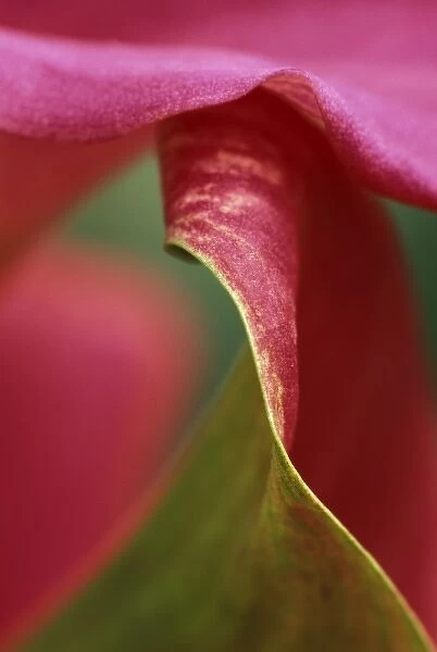 Pink calla lily, close-up