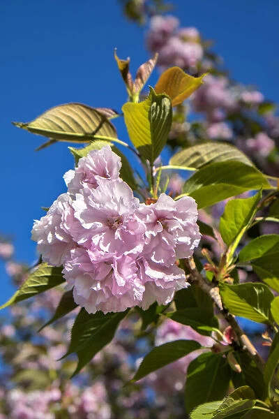 Pink cherry tree blossoms, USA