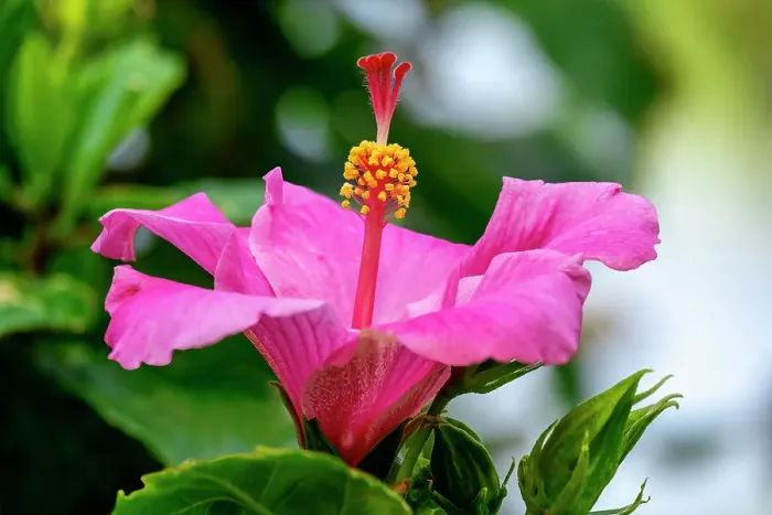 Framed Print : Pink Chinese hibiscus