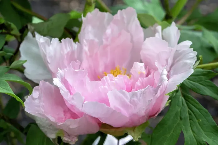 Framed Print : Pink Chinese peony Framed Print : Pink Chinese peony