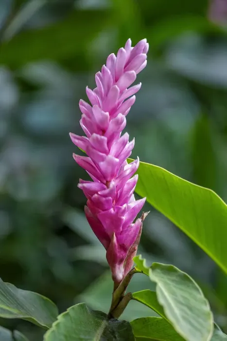 Framed Print : Pink Cone Ginger