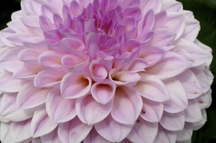 Framed Print : Pink dahlia flower close up Butchart Gardens Victoria British Columbia Canada Framed Print : Pink dahlia flower close up Butchart Gardens Victoria British Columbia Canada
