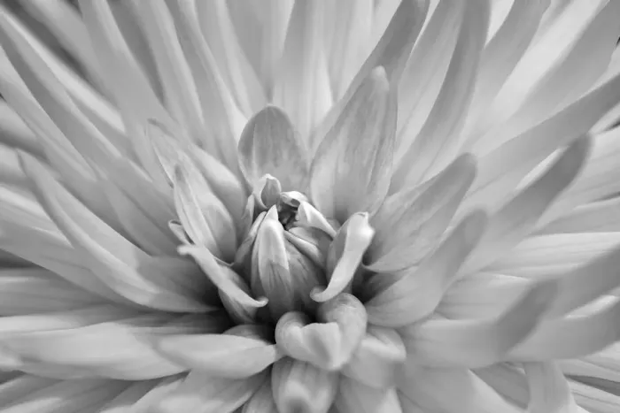 Framed Print : Pink dahlia, USA Framed Print : Pink dahlia, USA