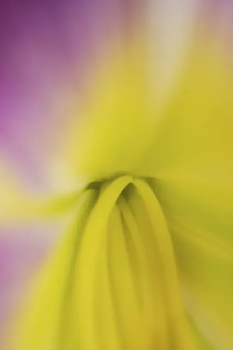 Framed Print : Pink daylily