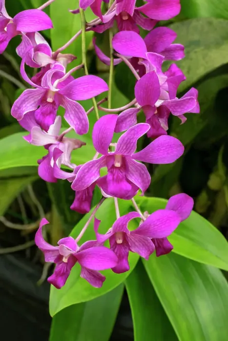 Framed Print : Pink dendrobium orchid Framed Print : Pink dendrobium orchid