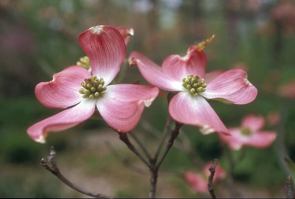 Pink dogwood blooms