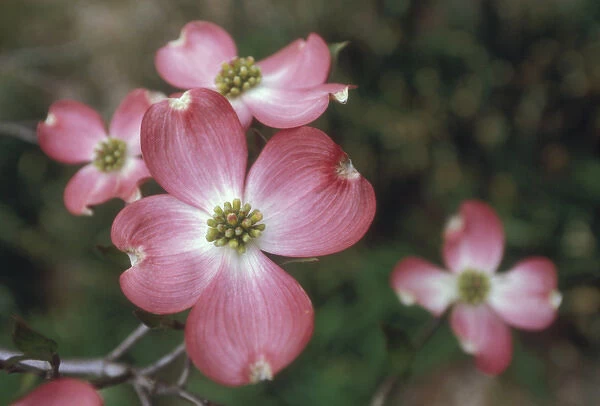 Pink dogwood blooms