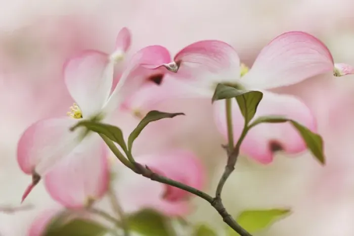 Framed Print : Pink dogwood tree blossoms, Louisville, KY