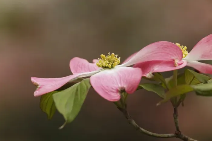 Framed Print : Pink dogwood tree blossoms in spring, Louisville, Kentucky Framed Print : Pink dogwood tree blossoms in spring, Louisville, Kentucky