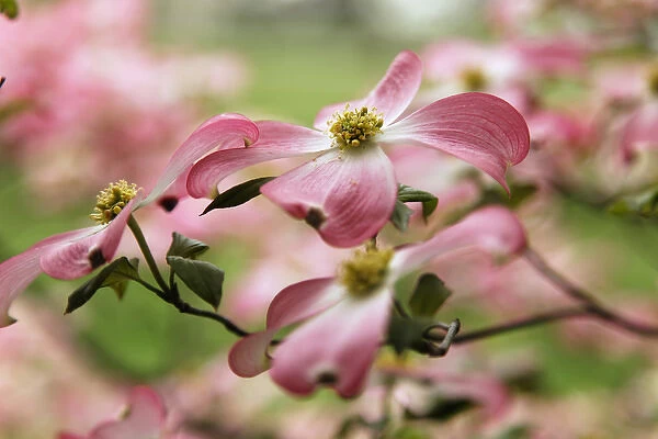 Pink dogwood tree blossoms in spring, Louisville, Kentucky