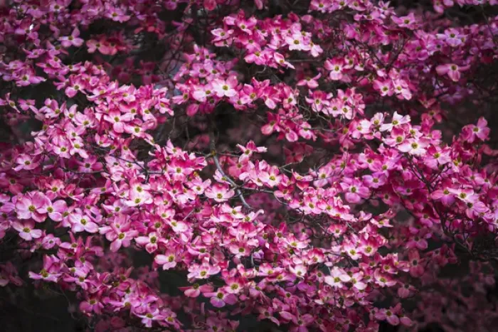 Framed Print : Pink Dogwood, Yosemite National Park, California USA Framed Print : Pink Dogwood, Yosemite National Park, California USA