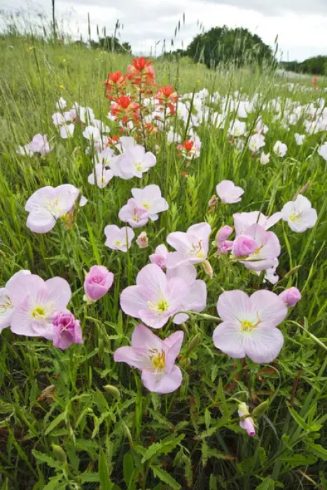 Framed Print : Pink Evening Primrose (Oenothera speciosa) and Indian Paintbrush (Castilleja indivisa) Framed Print : Pink Evening Primrose (Oenothera speciosa) and Indian Paintbrush (Castilleja indivisa)
