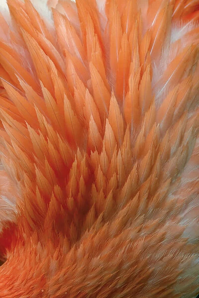 Pink feather pattern on back of flamingo, Florida
