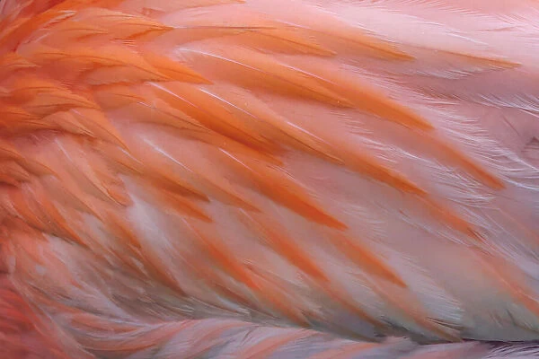 Pink feather pattern on back of flamingo, Florida