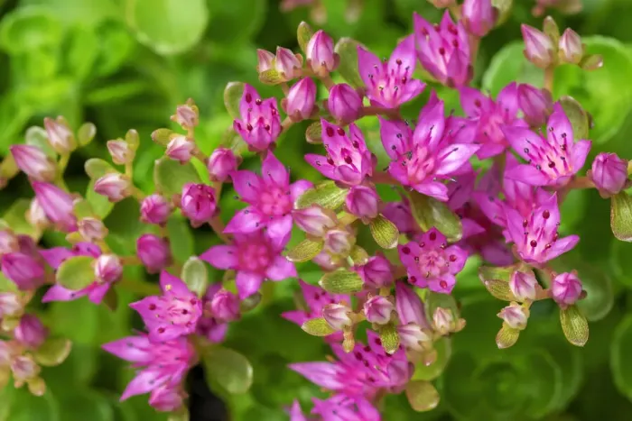 Framed Print : Pink Flowering Sedum Framed Print : Pink Flowering Sedum
