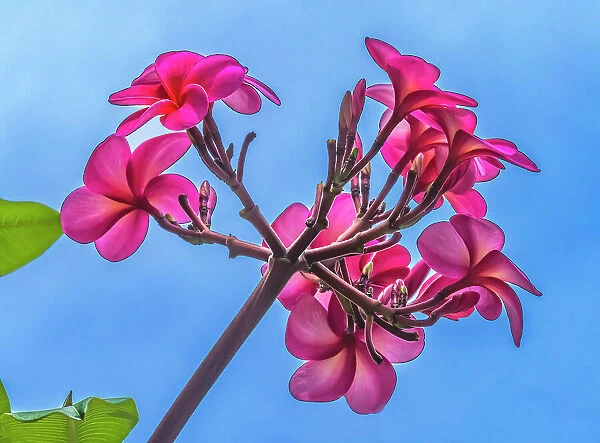 Pink frangipani plumeria, Waikiki, Honolulu, Hawaii