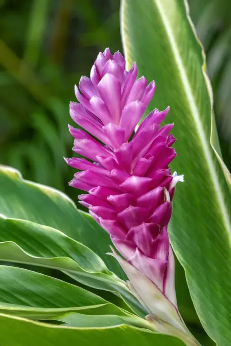 Framed Print : Pink Ginger plant Framed Print : Pink Ginger plant