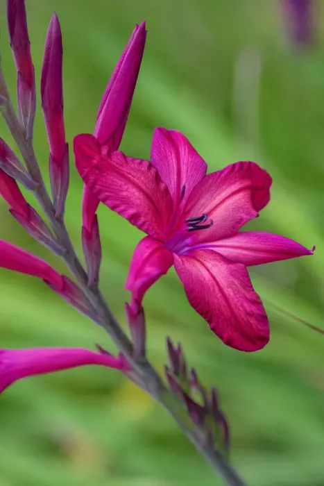 Framed Print : Pink Gladiolus Framed Print : Pink Gladiolus