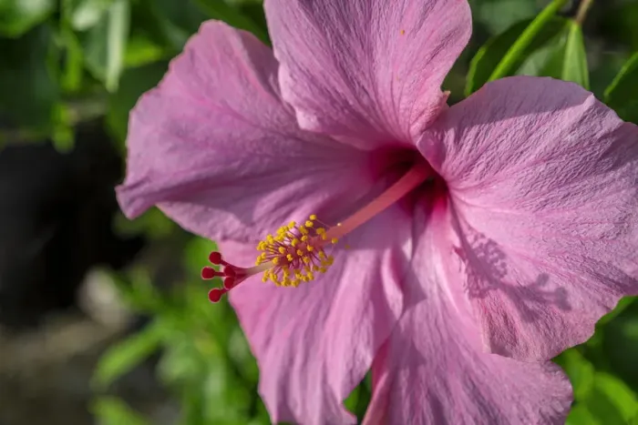 Framed Print : Pink Hibiscus Framed Print : Pink Hibiscus