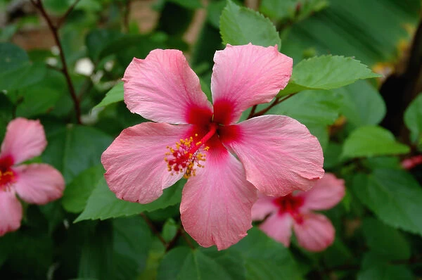 06. Pink hibiscus flower