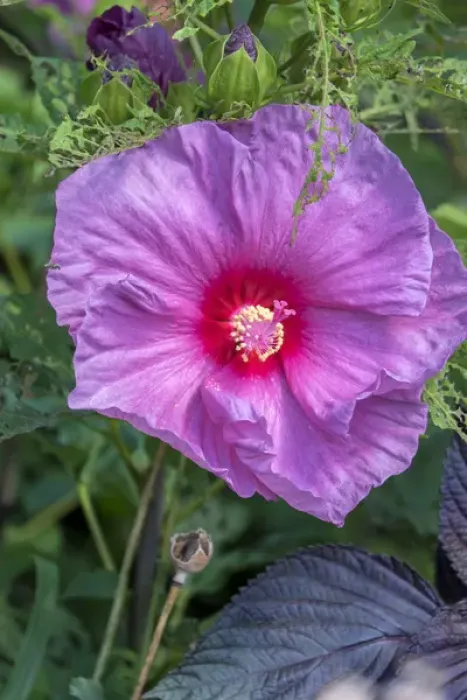 Framed Print : pink Hibiscus, USA Framed Print : pink Hibiscus, USA