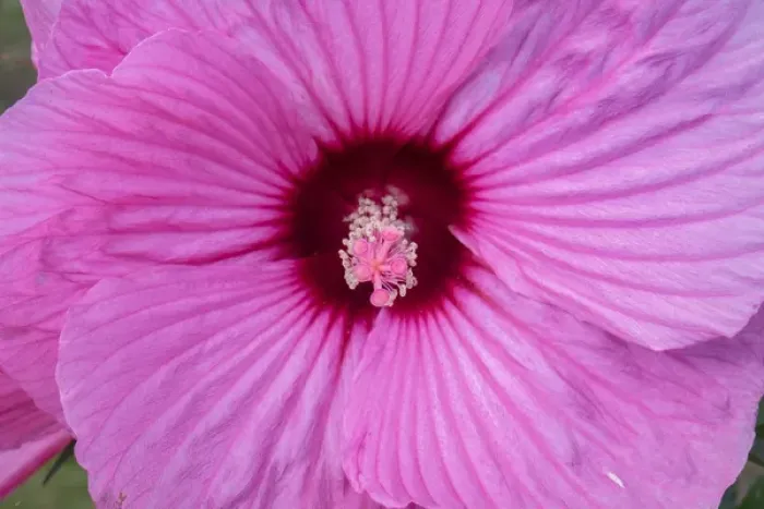 Framed Print : pink Hibiscus, USA Framed Print : pink Hibiscus, USA