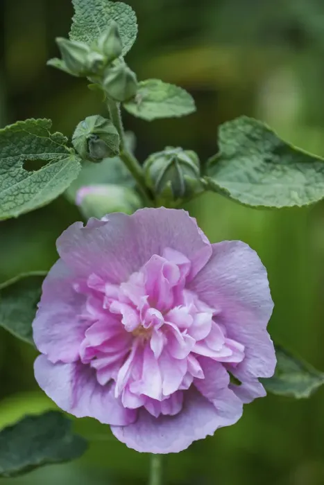 Framed Print : Pink hollyhock Framed Print : Pink hollyhock