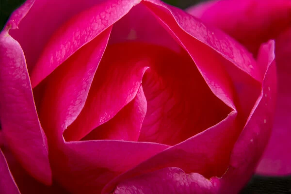 Pink Hybrid Tea Rose Blooming macro, Bellevue, Washington State