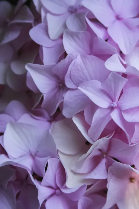 Framed Print : Pink hydrangea blossom Framed Print : Pink hydrangea blossom