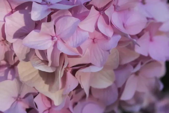 Framed Print : Pink hydrangea blossom
