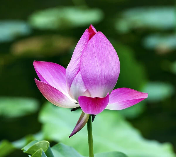 Pink Lotus Blooming and Close Up Lotus Pond Temple of the Sun Beijing China China