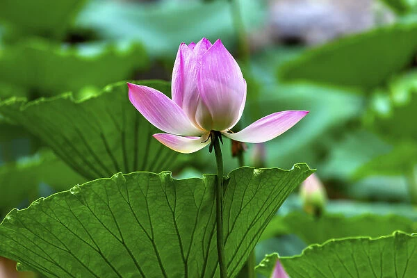 Pink Lotus Blooming Lily Pads Close Up Lotus Pond Temple of the Sun Beijing China