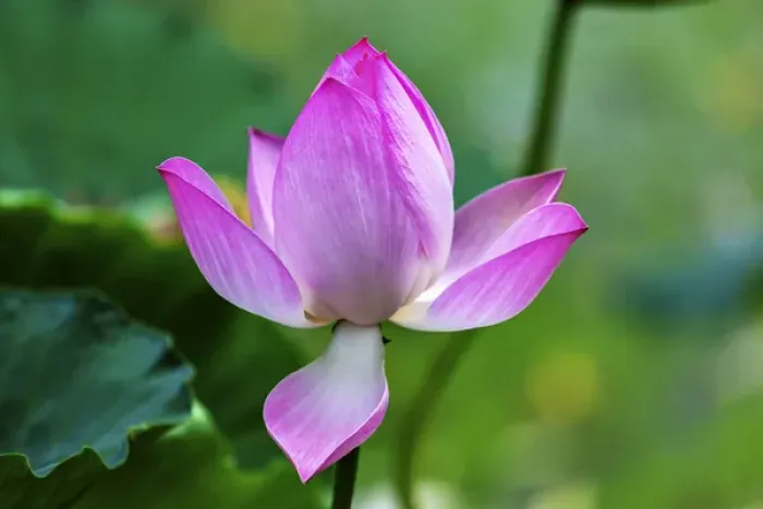 Framed Print : Pink Lotus Blooming Lily Pads Close Up Lotus Pond Temple of the Sun Beijing China