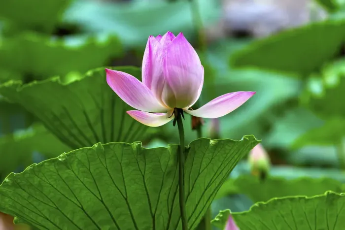 Framed Print : Pink Lotus Blooming Lily Pads Close Up Lotus Pond Temple of the Sun Beijing China Framed Print : Pink Lotus Blooming Lily Pads Close Up Lotus Pond Temple of the Sun Beijing China