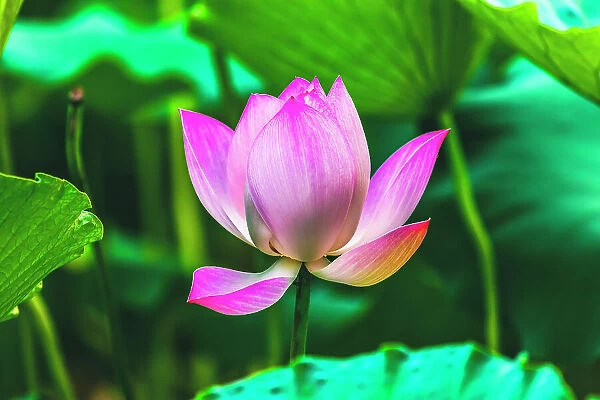 Pink lotus blooming, Temple of the Sun, Beijing, China