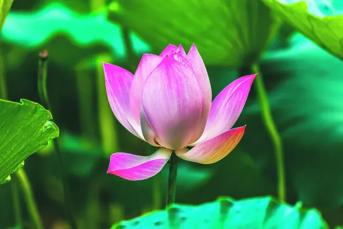 Framed Print : Pink lotus blooming, Temple of the Sun, Beijing, China