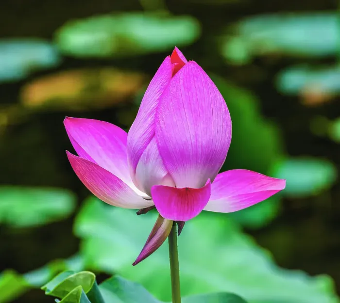 Framed Print : Pink lotus blooming, Temple of the Sun, Beijing, China