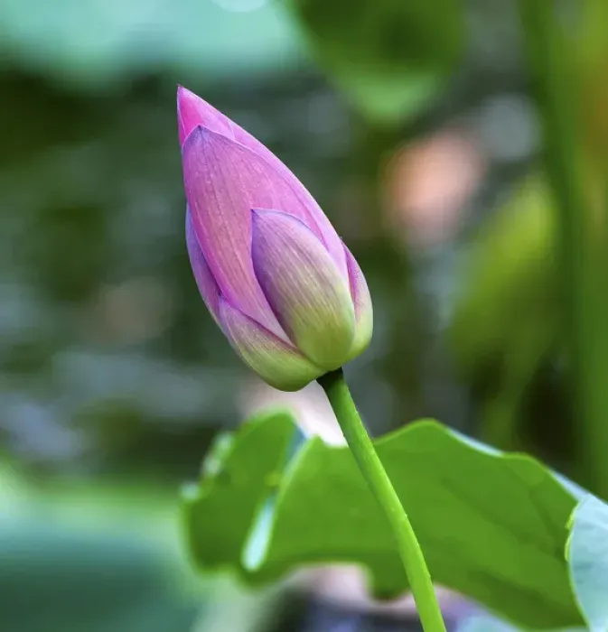 Framed Print : Pink Lotus Bud Lily Pads Close Up Lotus Pond Temple of the Sun Beijing China Framed Print : Pink Lotus Bud Lily Pads Close Up Lotus Pond Temple of the Sun Beijing China