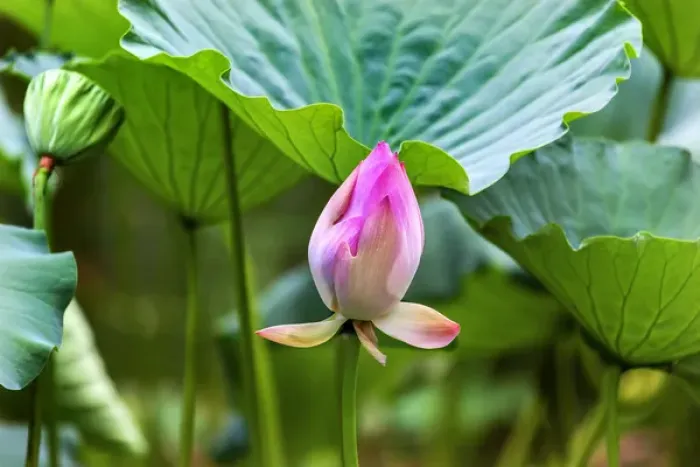 Framed Print : Pink Lotus Bud Lily Pads Close Up Lotus Pond Temple of the Sun Beijing China