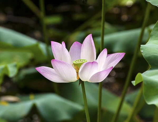 Pink Lotus Flower Lily Pads Close Up Lotus Pond Summer Palace Beijing China
