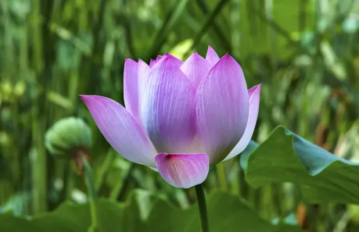 Framed Print : Pink Lotus Flower Lily Pads Close Up Lotus Pond Summer Palace Beijing China Framed Print : Pink Lotus Flower Lily Pads Close Up Lotus Pond Summer Palace Beijing China