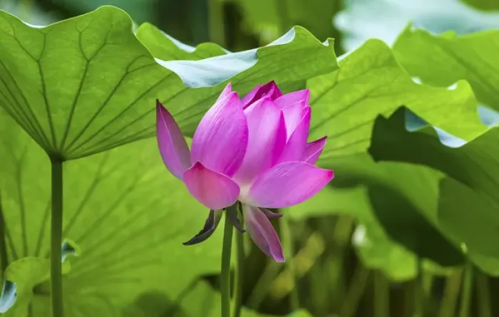 Framed Print : Pink Lotus Flower Lily Pads Close Up Lotus Pond Summer Palace Beijing China Framed Print : Pink Lotus Flower Lily Pads Close Up Lotus Pond Summer Palace Beijing China