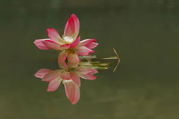 Pink lotus flower and reflection, China