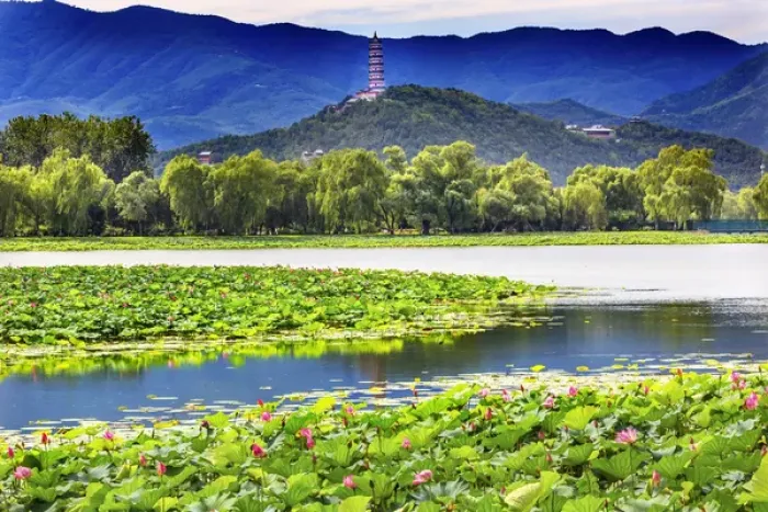Framed Print : Pink Lotus Pads Garden Reflection Summer Palace Beijing China Framed Print : Pink Lotus Pads Garden Reflection Summer Palace Beijing China