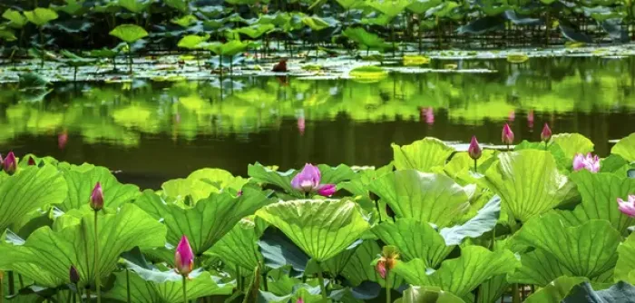 Framed Print : Pink Lotus Pond Garden Lily Pads Summer Palace Beijing China Framed Print : Pink Lotus Pond Garden Lily Pads Summer Palace Beijing China