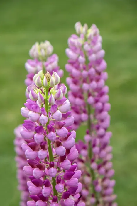 Framed Print : Pink Lupine, USA Framed Print : Pink Lupine, USA