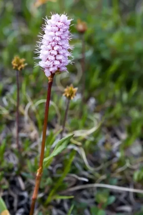 Framed Print : Pink Meadow Bistort (Polygonum bistorta) - Arctic National Wildlife Refuge, Alaska Framed Print : Pink Meadow Bistort (Polygonum bistorta) - Arctic National Wildlife Refuge, Alaska