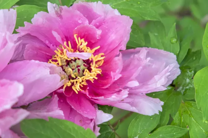 Framed Print : Pink Mountain Peony, USA